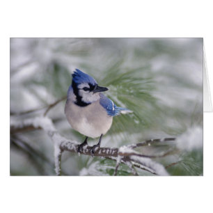 Arrendajo azul, Cyanocitta cristata
