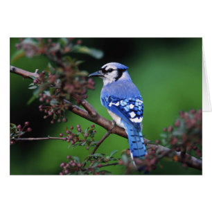 Arrendajo azul, Cyaoncitta cristata