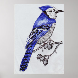 Arrendajo Azul Dibujado a Mano | Arte de la Natura