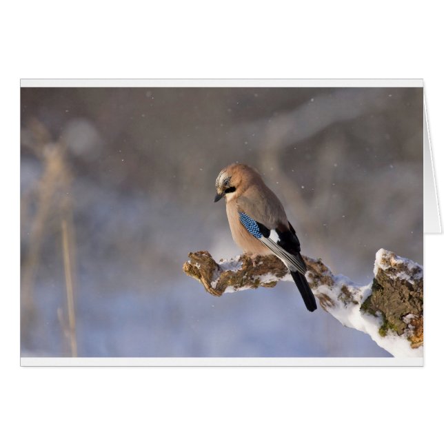Arrendajo azul en invierno (Anverso (Horizontal))