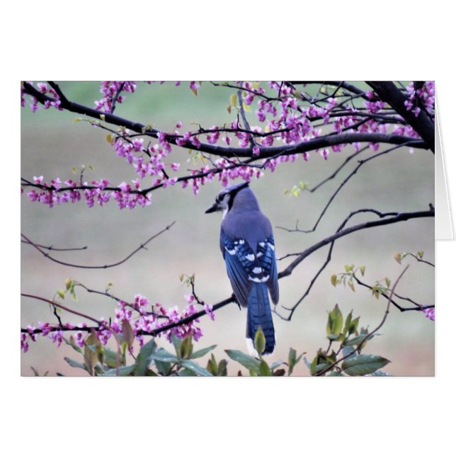 Arrendajo azul en primavera (Anverso (Horizontal))