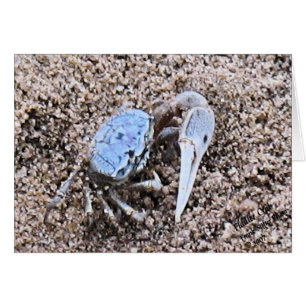 ¡Arriba cerca y sucio! Fiddler Crab