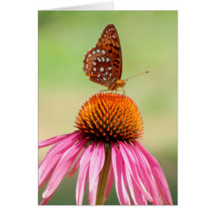 Arriba - Mariposa Fritillaria