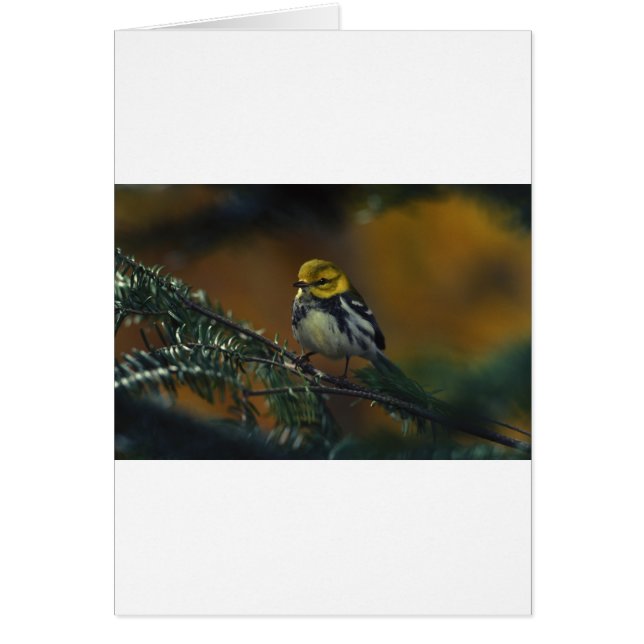 Arrogansis negras (Frente)