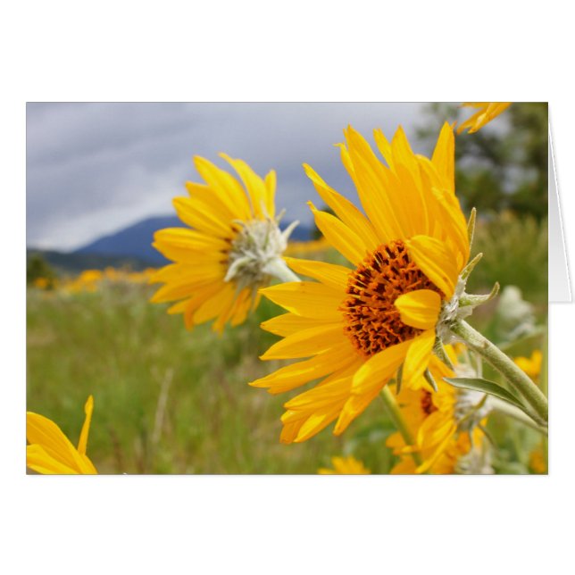 Arrowleaf Balsamroot (Anverso (Horizontal))