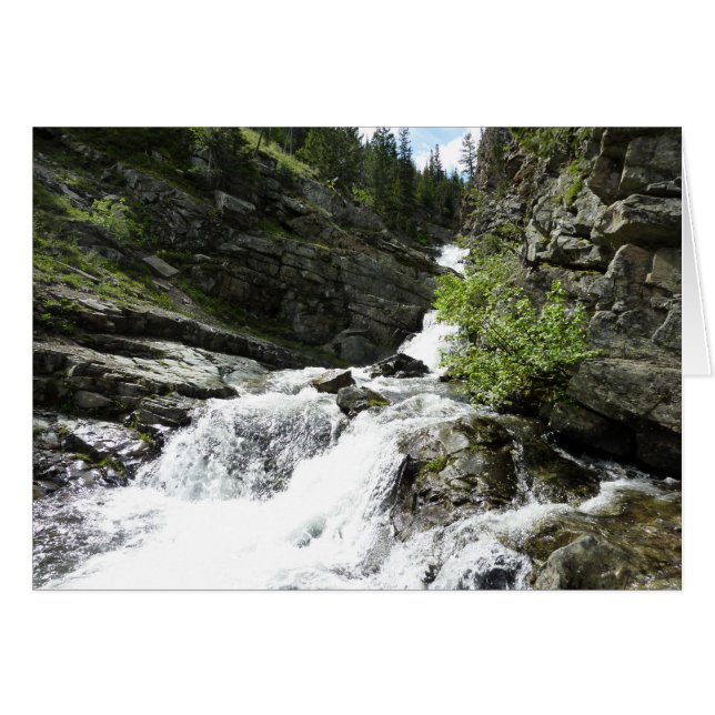 Arroyo Aster en el Parque Nacional Glaciar (Anverso (Horizontal))