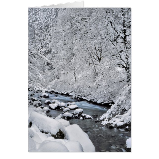 Arroyo blanco nevado escénico, Oregon (Frente)