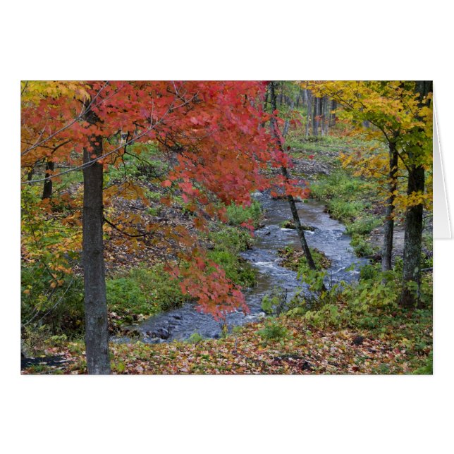Arroyo de Coles bordeado de arces de otoño cerca (Anverso (Horizontal))