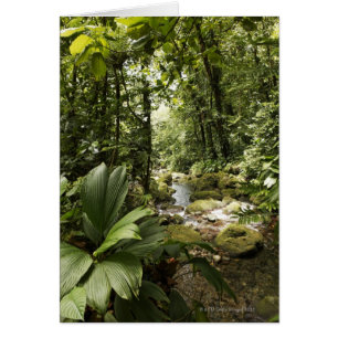 arroyo en selva tropical, Dominica