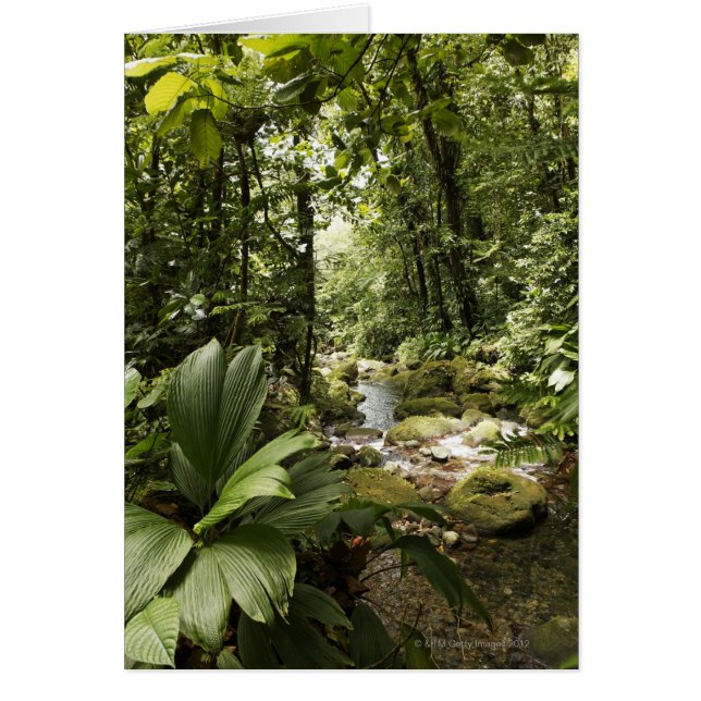 arroyo en selva tropical, Dominica (Frente)