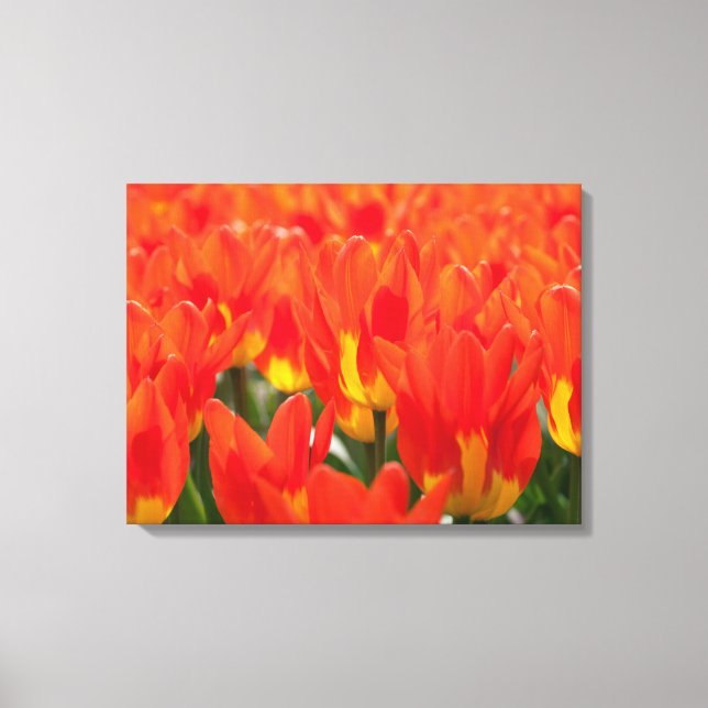 Art-Tulips de lienzo (Anverso)