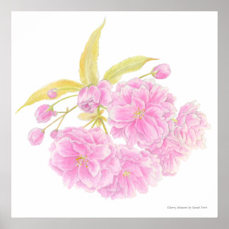 Arte acuarela de flor de árbol rosa de primavera