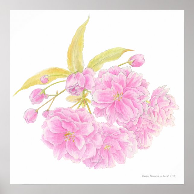 Arte acuarela de flor de árbol rosa de primavera (Frente)