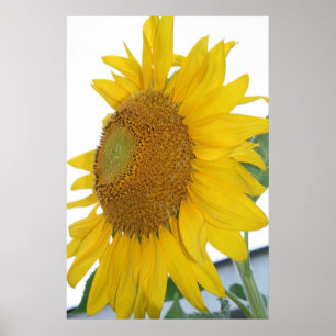 arte amarillo de la macro del girasol