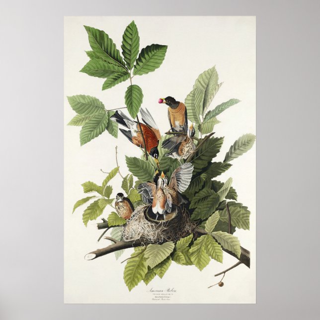 Arte Antiguo Nido de Pájaro de Robin Americano de  (Frente)