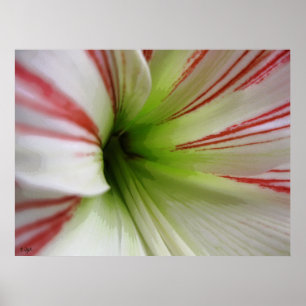 Arte blanco y rojo de la flor del Amaryllis