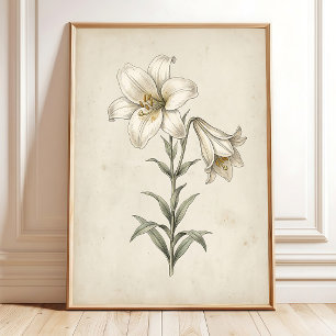 Arte Botánico Antiguo de Lily para Pared