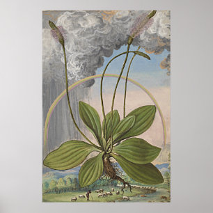 Arte botánico antiguo Plaintain hojoso