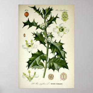 Arte Botánico de Acebo Vintage