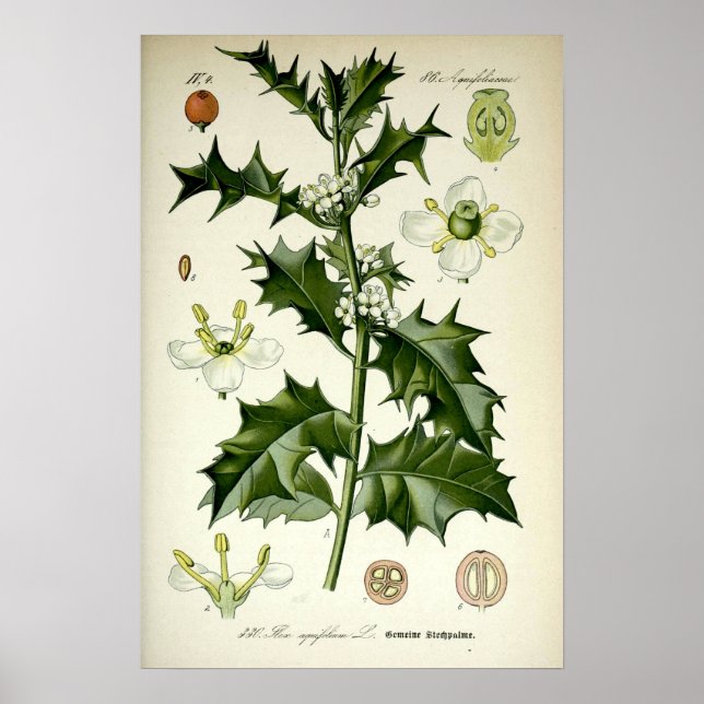 Arte Botánico de Acebo Vintage (Frente)