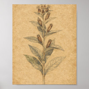 Arte botánico de algodoncillo con vainas
