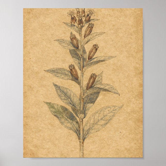 Arte botánico de algodoncillo con vainas (Frente)