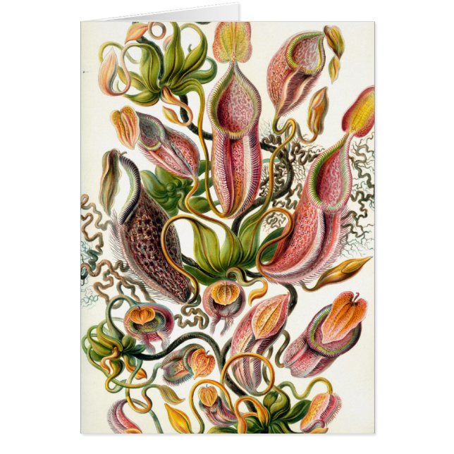 arte botánico de ernst haeckel (Frente)
