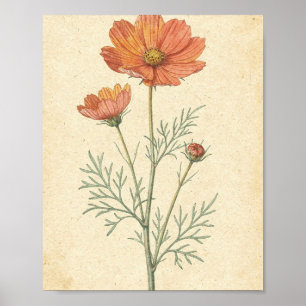 Arte botánico de flor y capullo de Cosmos Coral