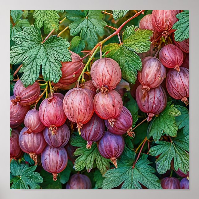 Arte Botánico de Frutas de Grosella con Estética C (Frente)