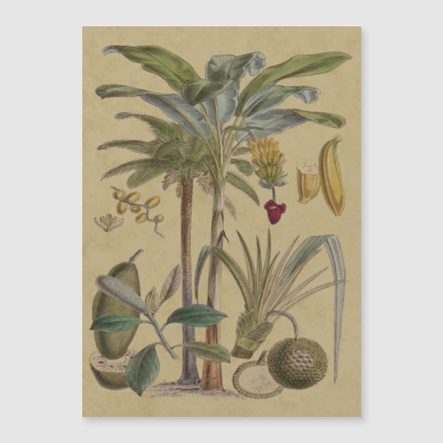 Arte botánico de frutas tropicales palmo antiguo (Anverso)