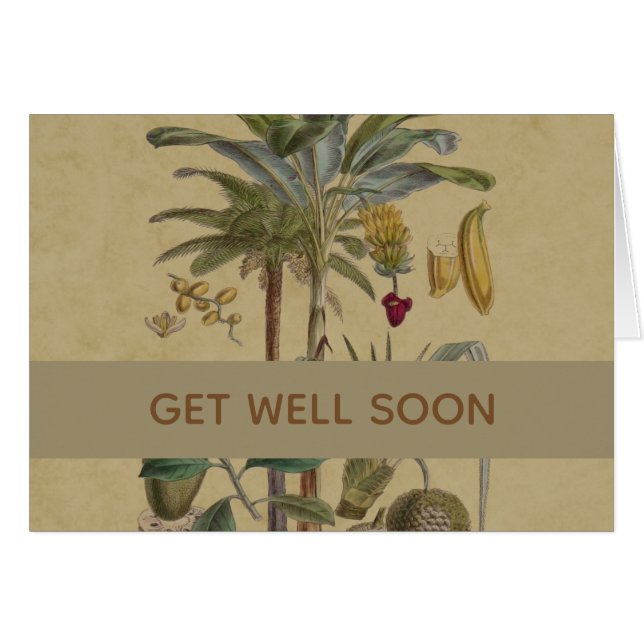 Arte botánico de frutas tropicales palmo antiguo (Anverso (Horizontal))