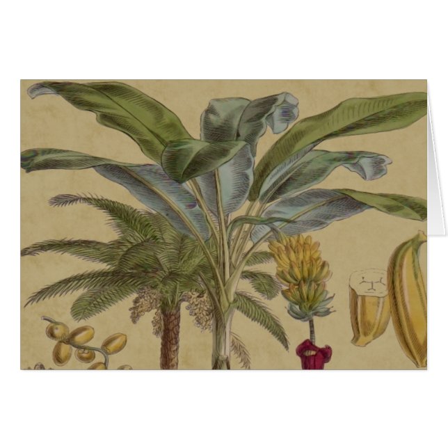 Arte botánico de frutas tropicales palmo antiguo (Anverso (Horizontal))