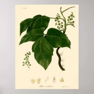 Arte botánico de hiedra venenosa de la era victori
