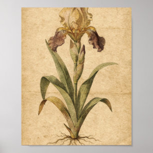 Arte botánico de Iris dorado y ciruela