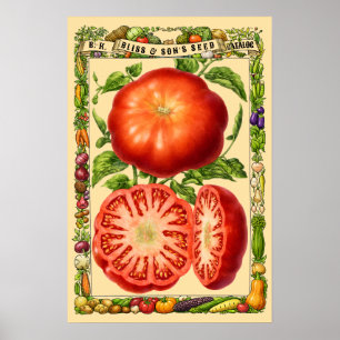 Arte botánico de la era victoriana retro de tomate