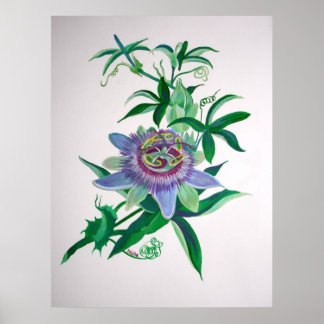 Arte botánico de la flor de pasión