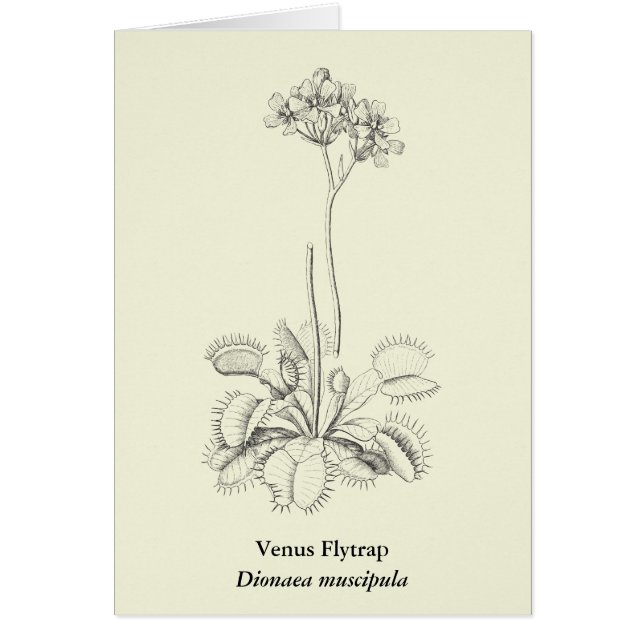Arte botánico de la planta carnívora (Frente)