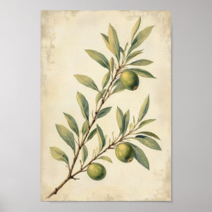 Arte Botánico de Olivo de Campo Francés en Pared