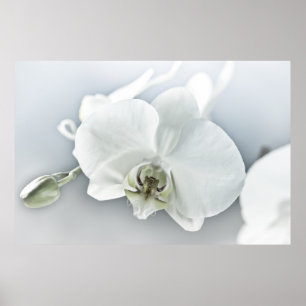 Arte Botánico de Orquídea Blanca Elegante