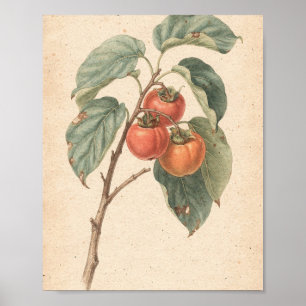 Arte botánico de rama de caqui con fruta madura