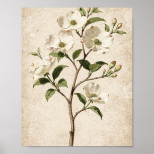 Arte botánico de rama de cornejo blanco