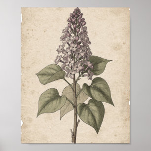 Arte botánico de rama de lila con flores