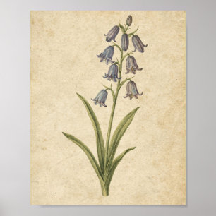 Arte botánico del tallo de campanilla azul en pape