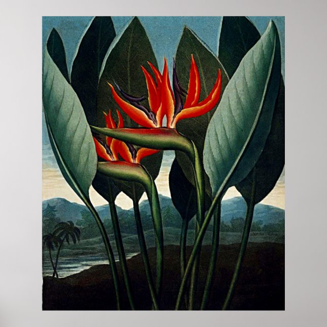 Arte Botánico El Pájaro Del Paraíso (Frente)