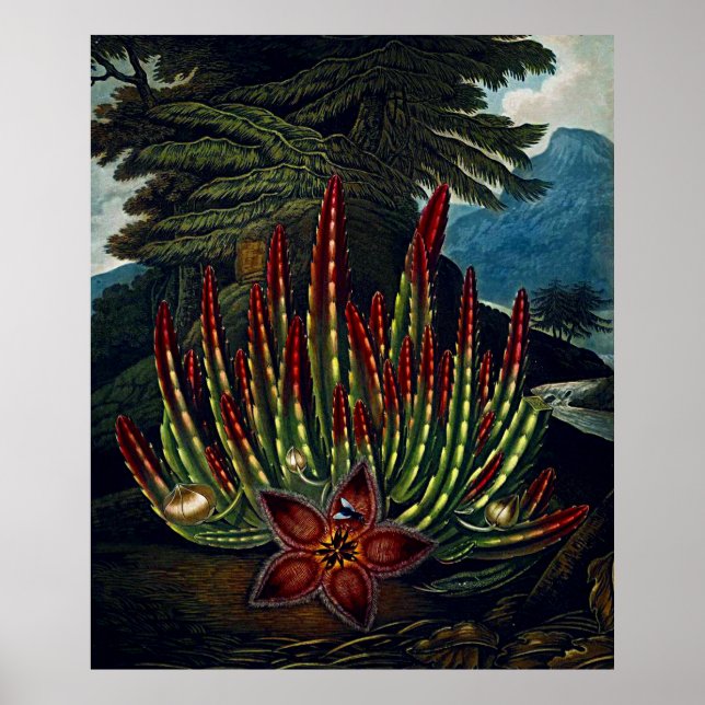 Arte Botánico El Templo De Flora Stapedia (Frente)
