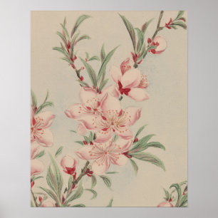 ARTE BOTÁNICO FLOR DE ROSA ANTIGUO