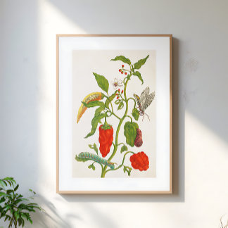 Arte botánico floral de fruta de chile rojo vintag