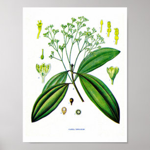 Arte botánico: Ilustracion de la planta del canela