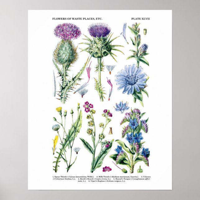 Arte botánico no. 11 de Flor silvestre inglesa (Frente)
