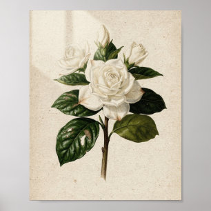 Arte Botánico Vintage Flor de Gardenia y Capullo
